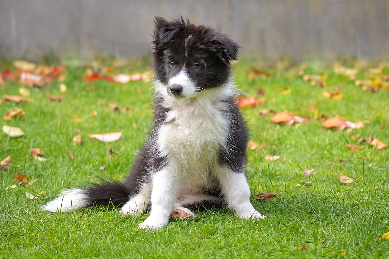 Border Collie lying down in the grass